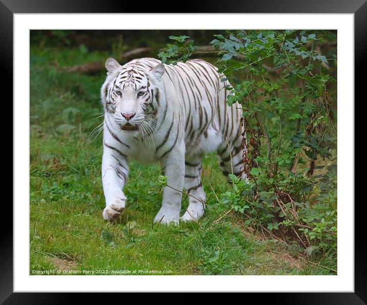 Spectral Tiger's Forest Stroll Framed Mounted Print by Graham Parry