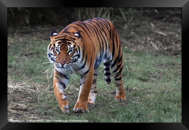 Animal  Framed Print by Graham Parry