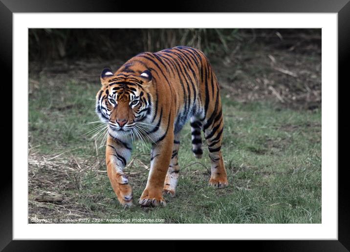 Animal  Framed Mounted Print by Graham Parry