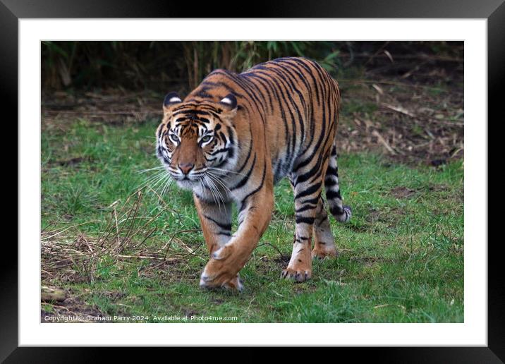 Animal  Framed Mounted Print by Graham Parry