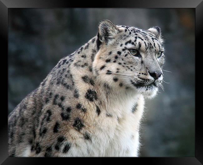 The Elusive Snow Leopard Unveiled Framed Print by Graham Parry