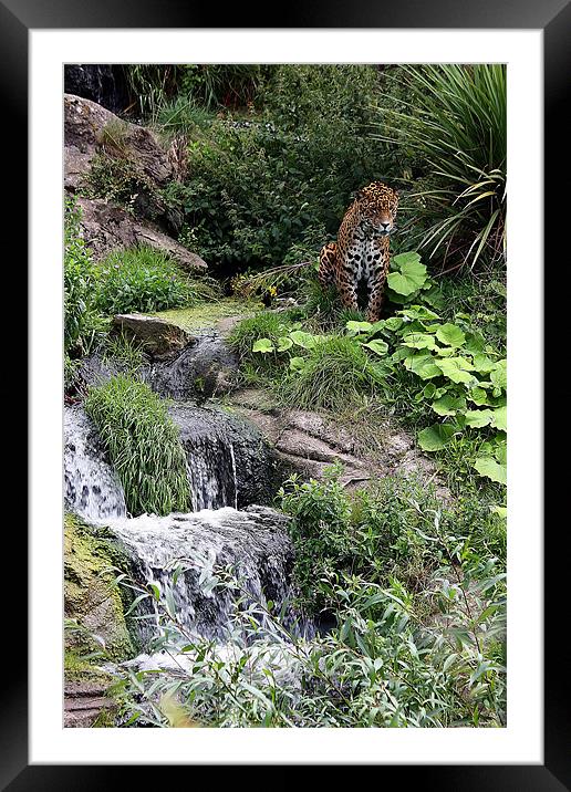 Wild Rush: Chester Zoo's Jaguar Haven Framed Mounted Print by Graham Parry