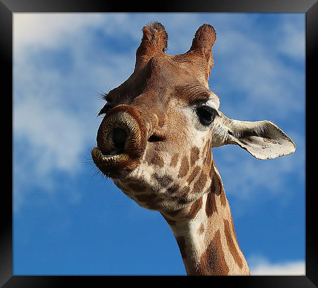 Lingering Affection: A Giraffe's Pucker Framed Print by Graham Parry