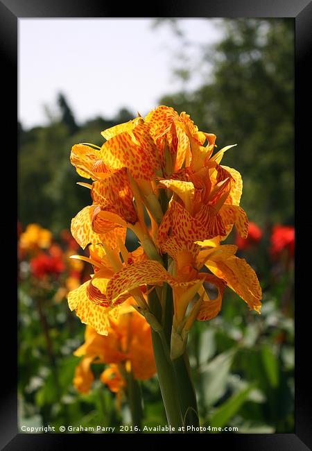 Radiant Yellow-Dappled Orchid Framed Print by Graham Parry