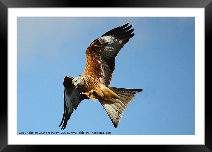 Red kite Framed Mounted Print by Graham Parry