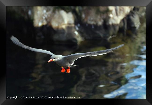 Inca Tern Framed Print by Graham Parry