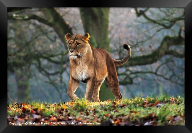 Silent Huntress in Knowsley Framed Print by Graham Parry