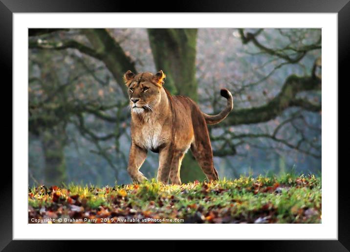 Silent Huntress in Knowsley Framed Mounted Print by Graham Parry