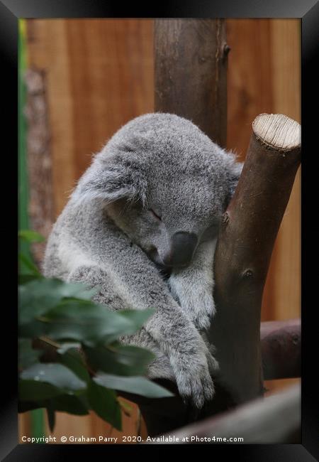 Slumbering Queensland Koala in Edinburgh Framed Print by Graham Parry