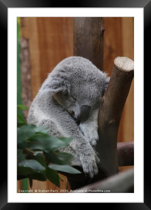 Slumbering Queensland Koala in Edinburgh Framed Mounted Print by Graham Parry