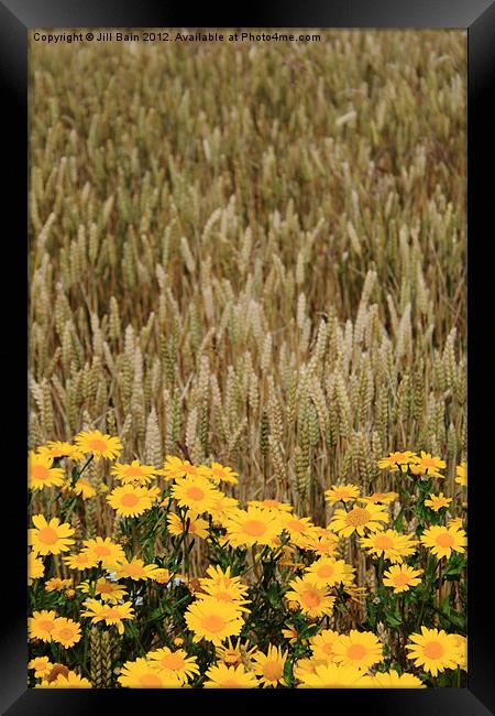 Flowers of the fields Framed Print by Jill Bain
