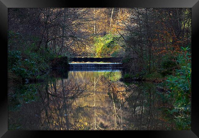 Woodland Water Reflection Framed Print by Paul Mirfin