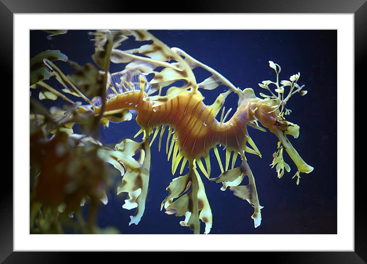 Sea Dragon  Framed Mounted Print by Thomas Grob