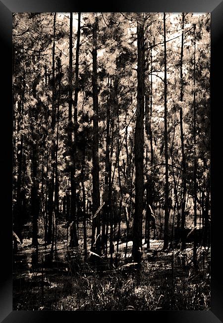Dark Woods Framed Print by Thomas Grob