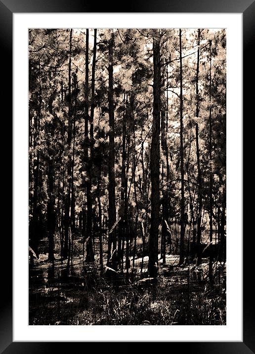Dark Woods Framed Mounted Print by Thomas Grob
