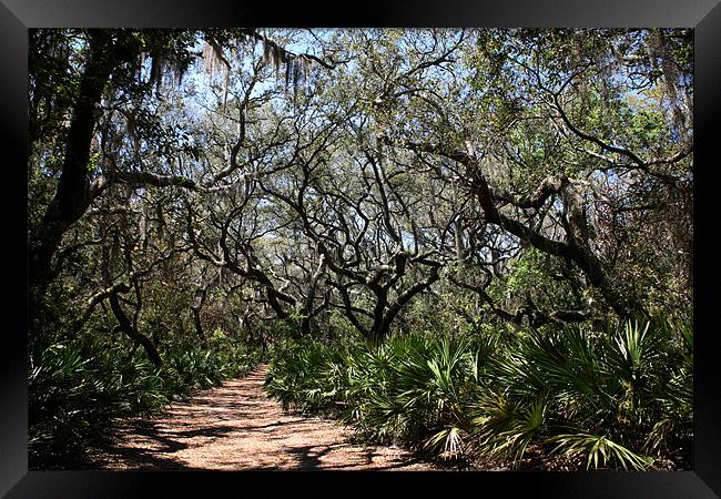 The Path Framed Print by Thomas Grob