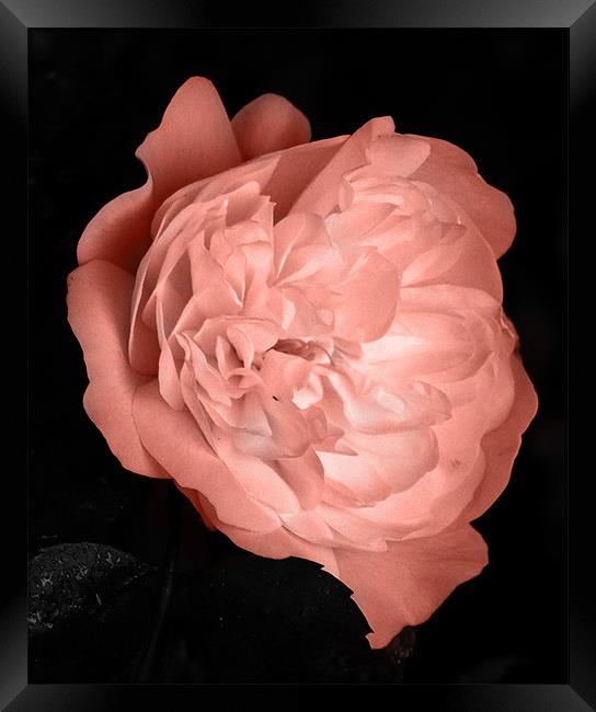 Pink Rose Framed Print by Thomas Grob
