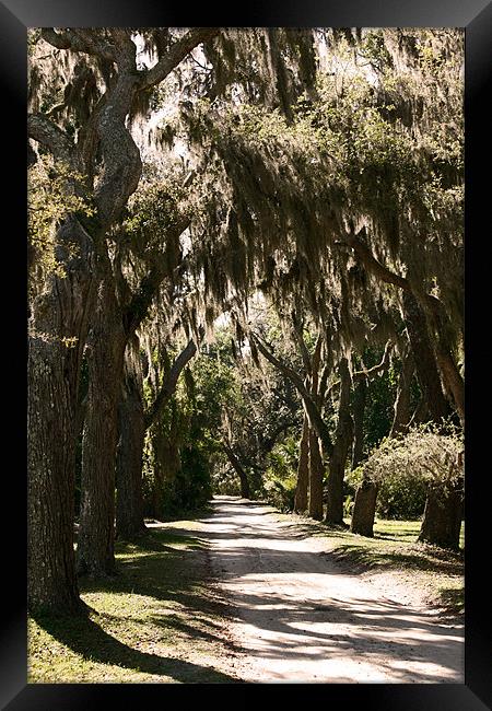 Cumberland Island Oaks Framed Print by Thomas Grob