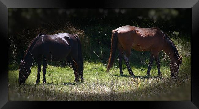 Wild Horses Grazing Framed Print by Thomas Grob