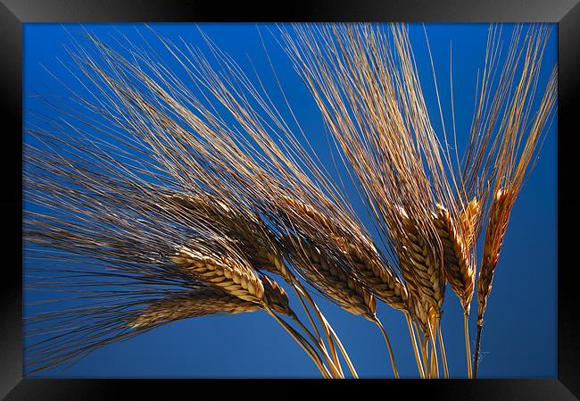 Tenons of wheat over blue background Framed Print by Josep M Peñalver