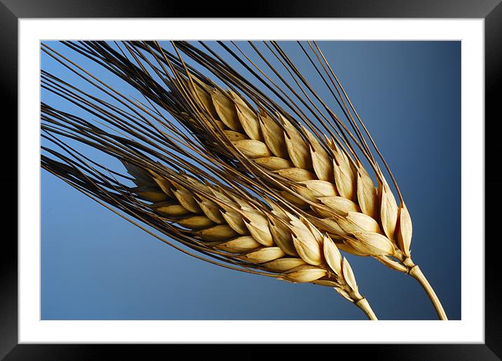 Tenons of wheat over blue background Framed Mounted Print by Josep M Peñalver