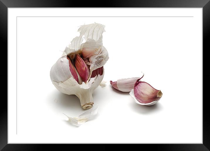 Garlic, alium sativum Framed Mounted Print by Josep M Peñalver