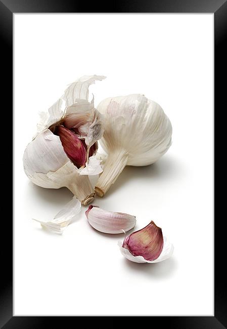 Garlic, alium sativum Framed Print by Josep M Peñalver