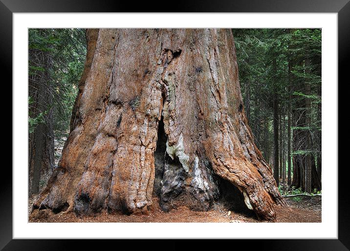 redwood forest Framed Mounted Print by Josep M Peñalver