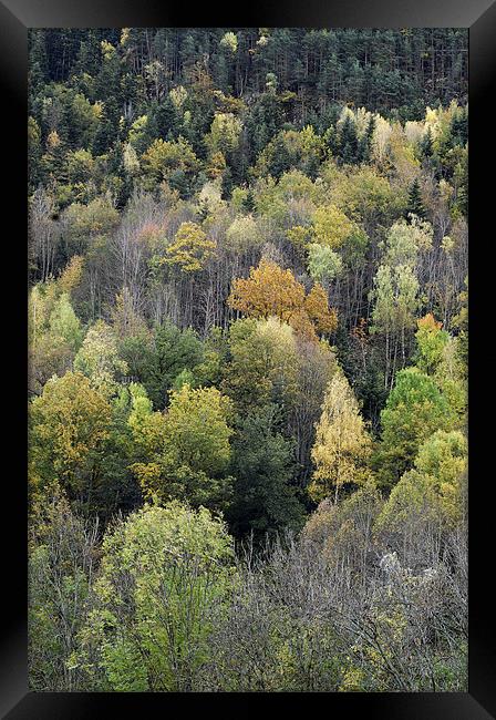 Forest in autumn Framed Print by Josep M Peñalver