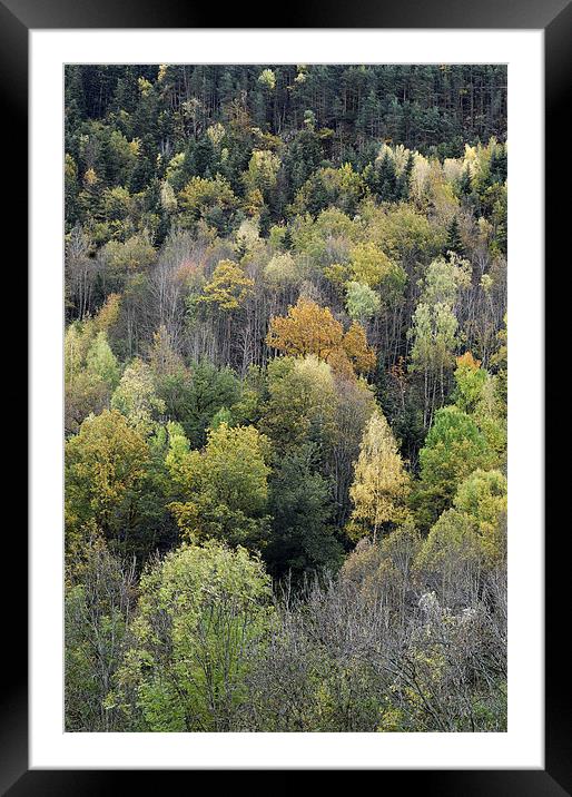 Forest in autumn Framed Mounted Print by Josep M Peñalver
