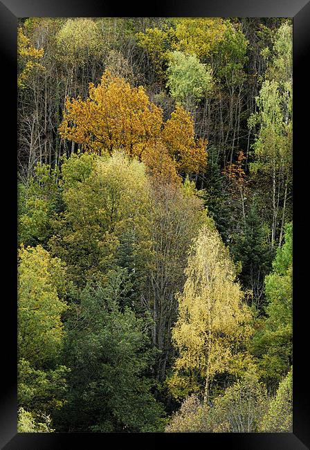 Forest in autumn Framed Print by Josep M Peñalver