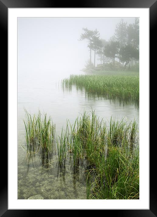 misty forest Framed Mounted Print by Josep M Peñalver