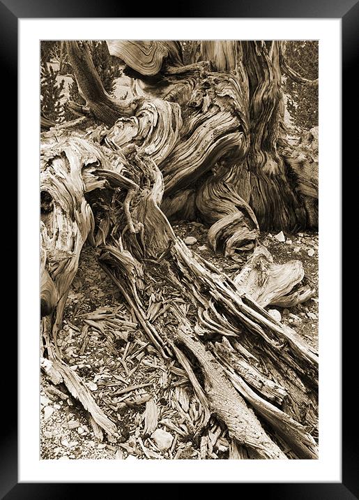 bristlecone pine Framed Mounted Print by Josep M Peñalver