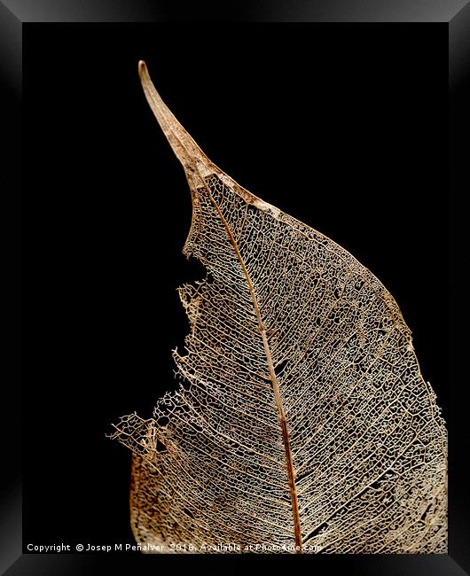 winter leaf Framed Print by Josep M Peñalver