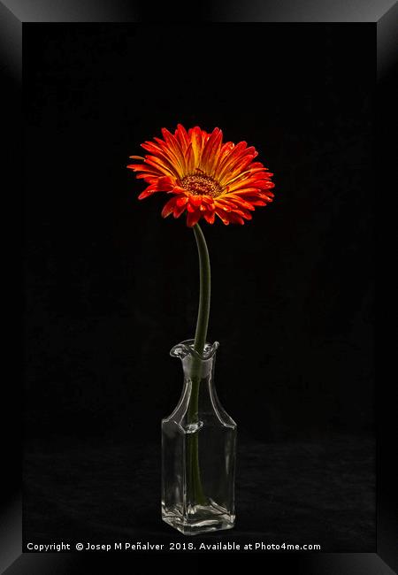 flower in vase on black background Framed Print by Josep M Peñalver