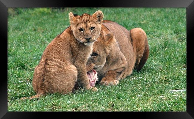 Lioness and Cub Framed Print by Alex Hughes