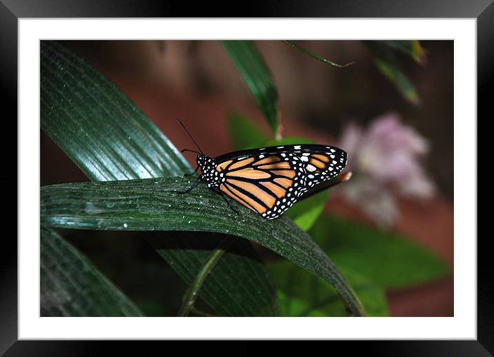 Monarch Butterfly Framed Mounted Print by Alex Hughes