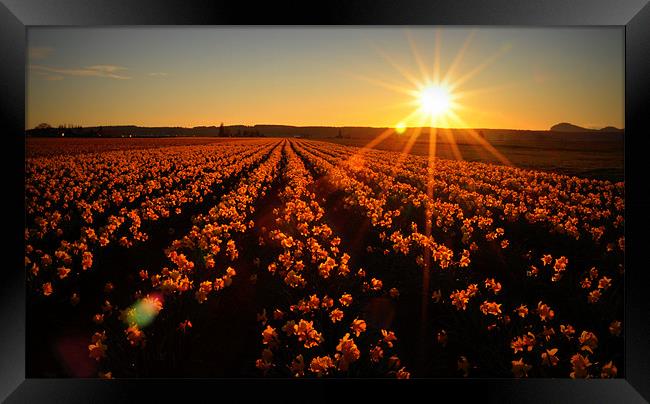 Daffodils at Sunset Framed Print by Oliver Firkins