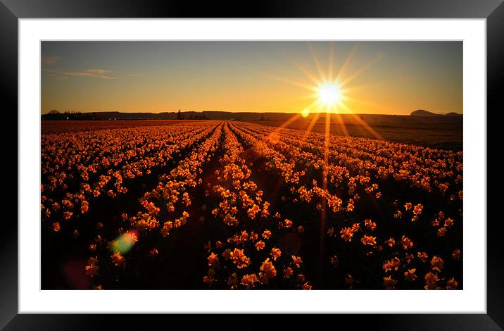Daffodils at Sunset Framed Mounted Print by Oliver Firkins