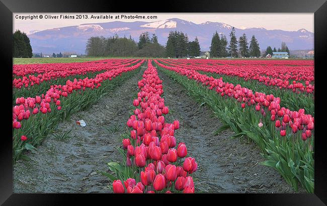 Tulips and Cascades Framed Print by Oliver Firkins