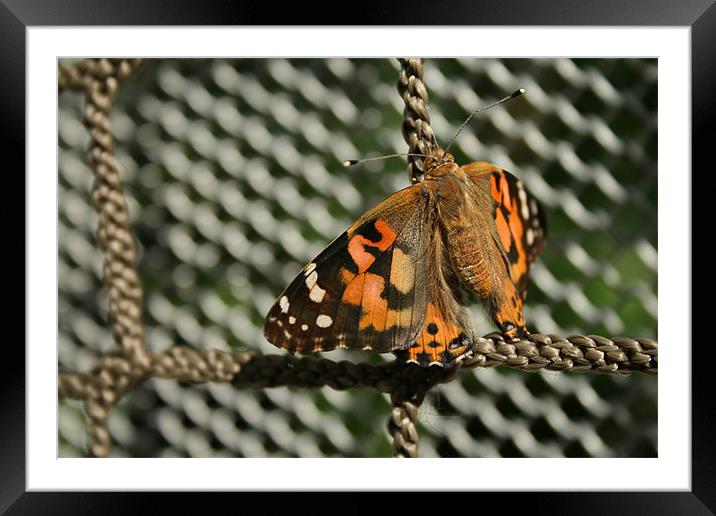 Fluffy Flier Framed Mounted Print by Whitney Orr