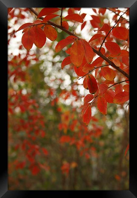 Fall Colors Framed Print by Whitney Orr
