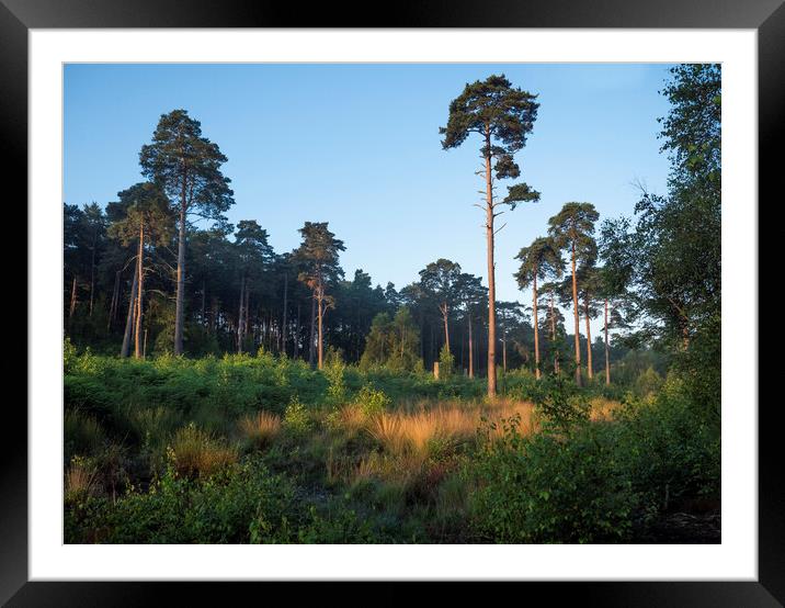 Ockham Common Sunrise Framed Mounted Print by Clive Eariss