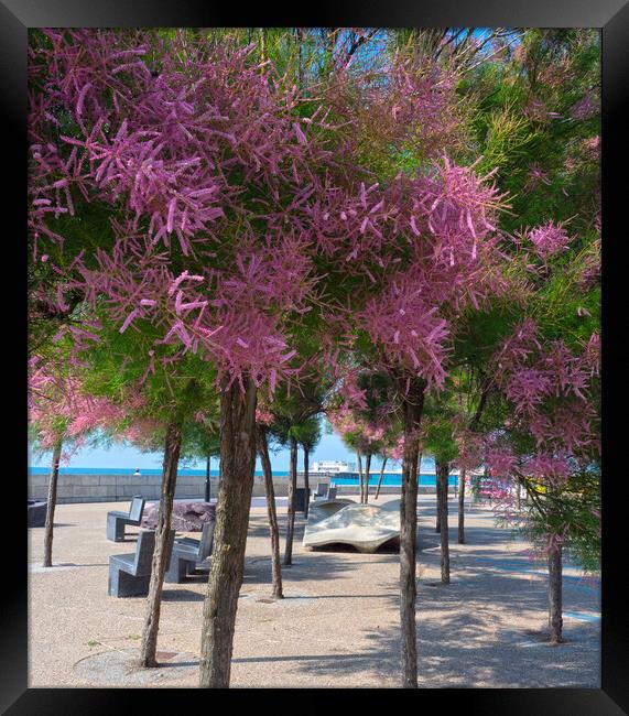 Colourful Worthing Trees Framed Print by Clive Eariss