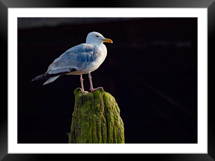 Herring Gull Worthing Framed Mounted Print by Clive Eariss