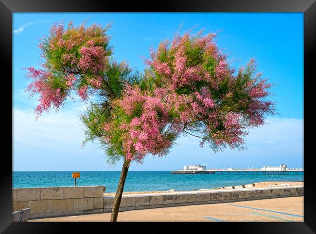 Tree View Worthing Framed Print by Clive Eariss