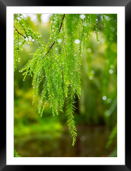 After The Rain Framed Mounted Print by Clive Eariss