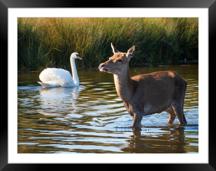 Deer And Swan Framed Mounted Print by Clive Eariss