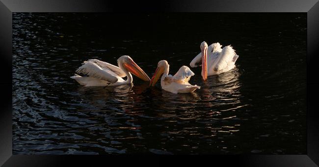 Pelicans In Setting Sun Framed Print by Clive Eariss