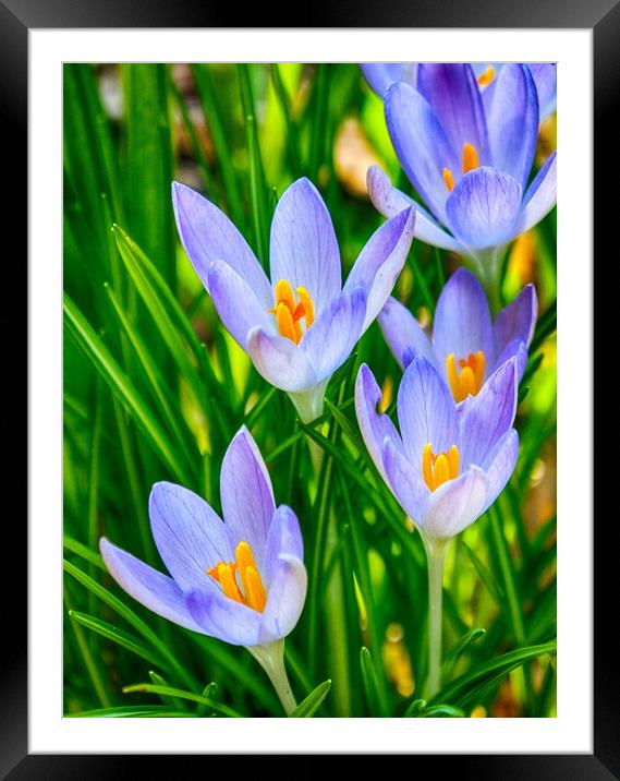 Crocus SpringTime Framed Mounted Print by Clive Eariss